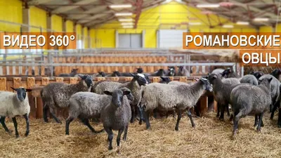 Овцы и бараны романовской породы племенные