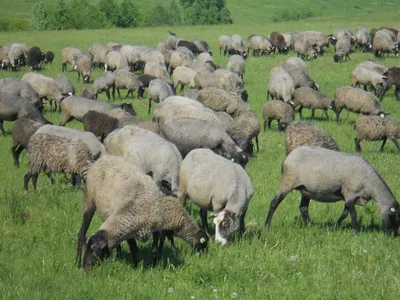 Овцематка Романовской породы, цена 5500 руб. купить в Сальске