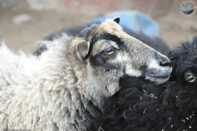 В Ярославской области создан первый племенной завод по разведению романовских  овец» в блоге «Агропром и пищевая промышленность» - Сделано у нас