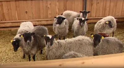 Продам овец романовской породы купить в Красносельском | Животные и  зоотовары | Авито
