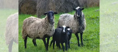Ферма Покров - Племенное хозяйство по разведению овец