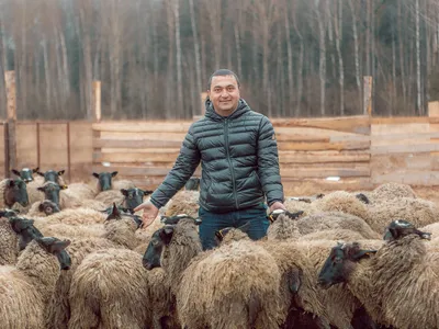 Овцы., цена 10000 руб. купить в Первоуральске