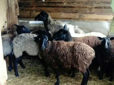 Домашняя овца - Горные и снежные бараны | Некоммерческий  учебно-познавательный интернет-портал Зоогалактика