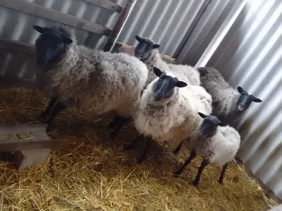 Выгоден ли бизнес по разведению овец \"романовской\" породы? | Бизнес в  овцеводстве форум на Fermer.ru / Стр. 3 из 5