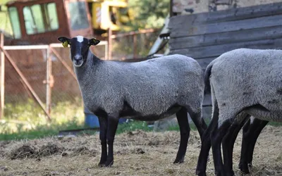 Овцы, бараны, цена 180 руб. купить в Артемовском