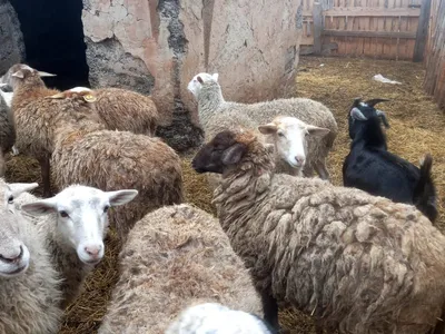 В деревне Харитоново Судоверфского сельского поселения Рыбинского района  обнаружена оспа овец. Ведется ликвидационная и профилактическая работа.