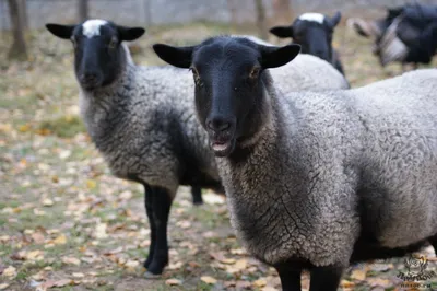 ⬇ Скачать картинки Романовские овцы, стоковые фото Романовские овцы в  хорошем качестве | Depositphotos