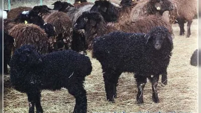Романовская порода овец #овцеводство#рекомендации#хочуврек#породыовец |  TikTok