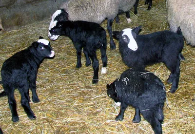 Продаем овец романовской породы. : r_melnichenko — LiveJournal