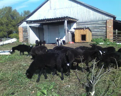 Овцы романовской породы в Кировской области