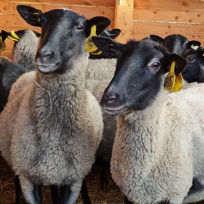 Ставропольские фермеры разводят овец редких пород