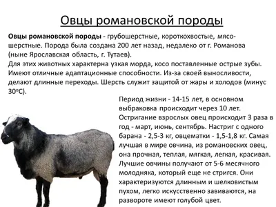 Романовские овцы, Романовские Сербия