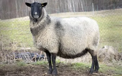 В Турции приживаются романовские овцы
