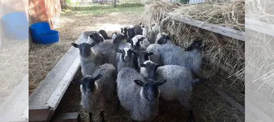 Романовская порода овец. Фото, видео, обсуждение. | Породы овец форум на  Fermer.ru / Стр. 2 из 5