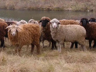 Домашняя овца - Горные и снежные бараны | Некоммерческий  учебно-познавательный интернет-портал Зоогалактика