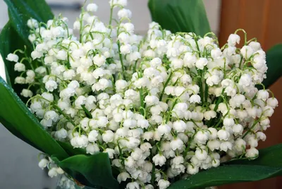 Ландыши Dakota flora | Купить ландыши в Москве | Интернет-магазин цветов  dakotaflora.com