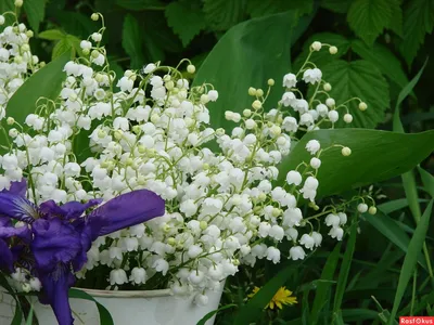 Красивые цветы Ландыши - 65 фото