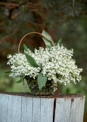 Цветы колоколов маджалисов Convallaria ландыша небольших белых в вазе на  фоне бирюзового цвета. Стоковое Изображение - изображение насчитывающей  ботаническую, листья: 184963711