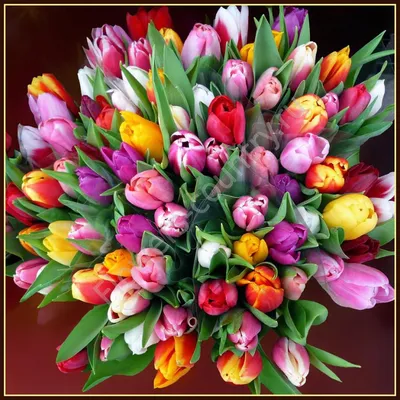 Букет из 49 разноцветных тюльпанов купить с бесплатной доставкой в Москве  по цене 4 900 руб.