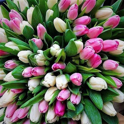Купить огромный букет тюльпанов в Москве - хочу весну, доставка Цветочный  бизнес ру