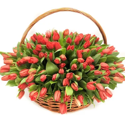 Купить букет из 75 красных тюльпанов в корзине по доступной цене с  доставкой в Москве и области в интернет-магазине Город Букетов
