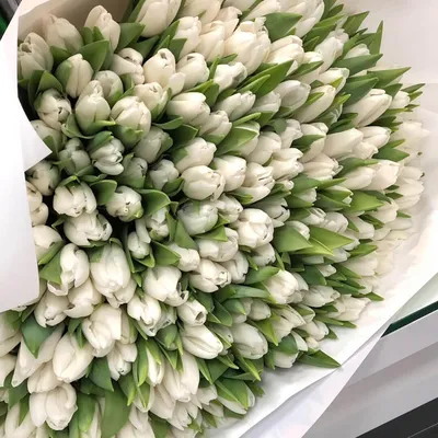 201 белый тюльпан в букете | Бесплатная доставка цветов по Москве