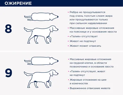 Оценка упитанности собаки | Eukanuba