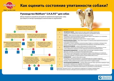 Ожирение у собак: как понять, что у питомца лишний вес?