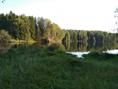 Лесное озеро - Звуки Сергиева Посада. Field recordings from Russia