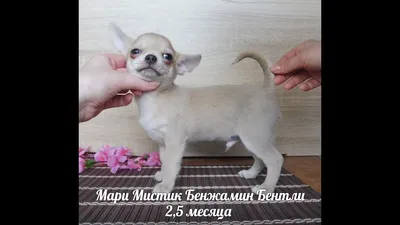 Собака чихуахуа: описание породы, характер + фото | kottodog.ru
