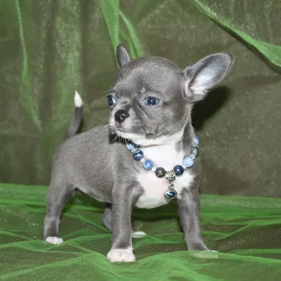 Девочка чихуахуа голубого окраса зубки 6 на 6 ножницы. Дорого.... |  Chihuahua, French bulldog, Animals