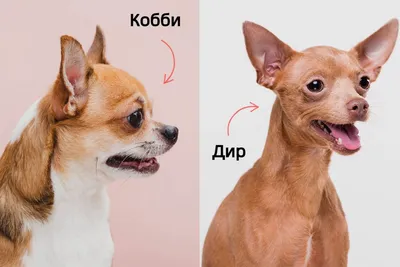 Собака чихуахуа: описание породы, характер + фото | kottodog.ru