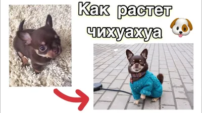 Супер-мини девочка чихуахуа рыжего окраса: 1 500 € - Собаки Киев на Olx