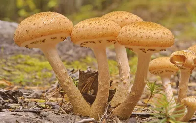 Опята 🌟 Фото, видео, описание грибов, как выглядят, виды, где растут -  «Как и Почему»