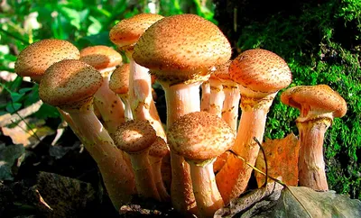 Опята 🌟 Фото, видео, описание грибов, как выглядят, виды, где растут -  «Как и Почему»