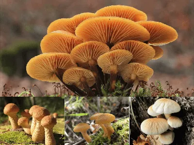 Опята — внешний вид грибов, фото и описание