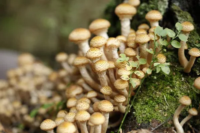 Инструкция по маринованию грибов для начинающих | Пикабу