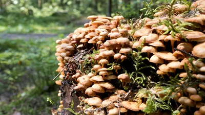 Как волшебные свойства грибов могут спасти человечество - BBC News Русская  служба