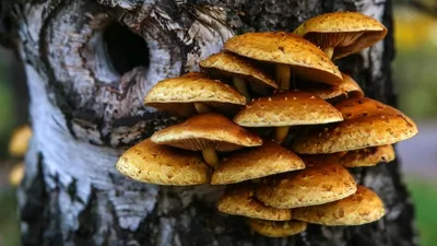 Как понять, есть ли в лесу грибы? Секреты тихой охоты