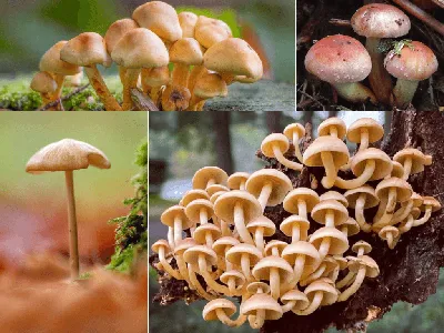 Ложные опята — внешний вид гриба, фото и описание