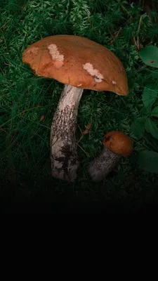 В лес за грибами | Истории | Сезон в разгаре 20 сентября 2021