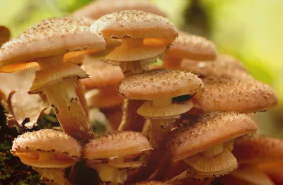 Съедобные грибы опята осенние - фото и картинки: 69 штук