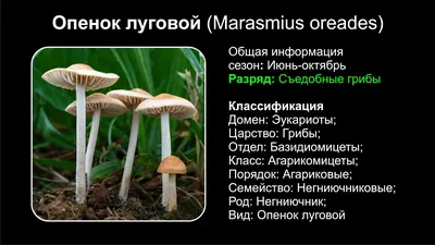 Опенок луговой (Marasmius oreades) - YouTube