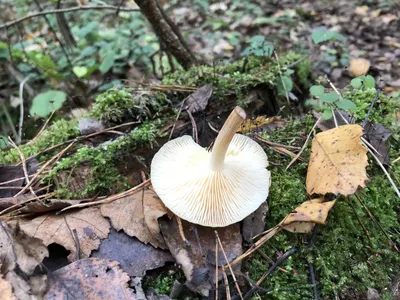 Что за грибы? | Пикабу