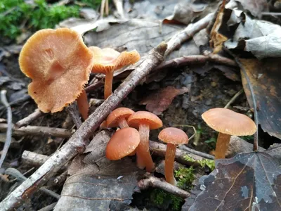 В январе петербуржцы начали собирать в лесах съедобные грибы | Sobaka.ru