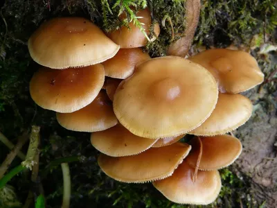 Миколог рассказала, какие съедобные грибы можно найти в Латвии зимой |  Mixnews
