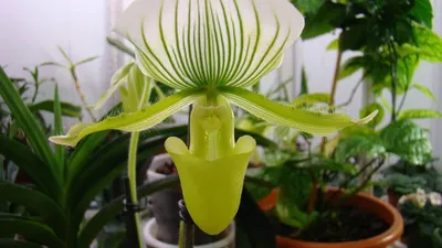 Орхидея венерин башмачок фото