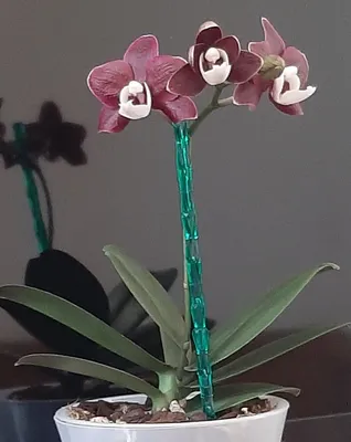 Черная орхидея Каода Твинкл купить