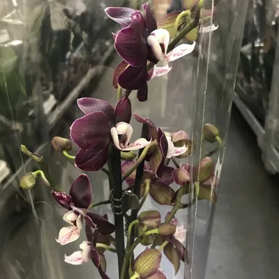 Черная Орхидея Фаленопсис Каода Твинкл купить в Москве