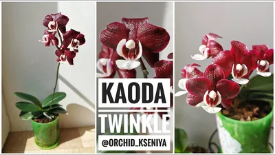 Phal. Kaoda Twinkle (орхидея фаленопсис Каода Твинкл) домашнее цветение -  YouTube